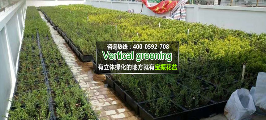 廈門(mén)第一中學(xué)屋頂立體綠化