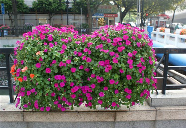 立體綠化組合花盆具有哪些特點(diǎn)